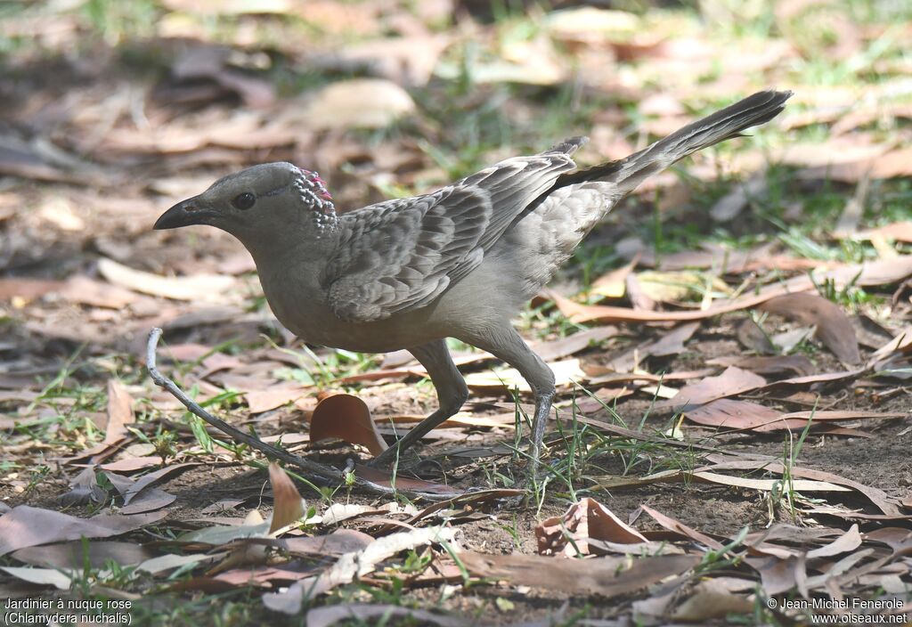 Great Bowerbird