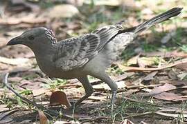 Great Bowerbird