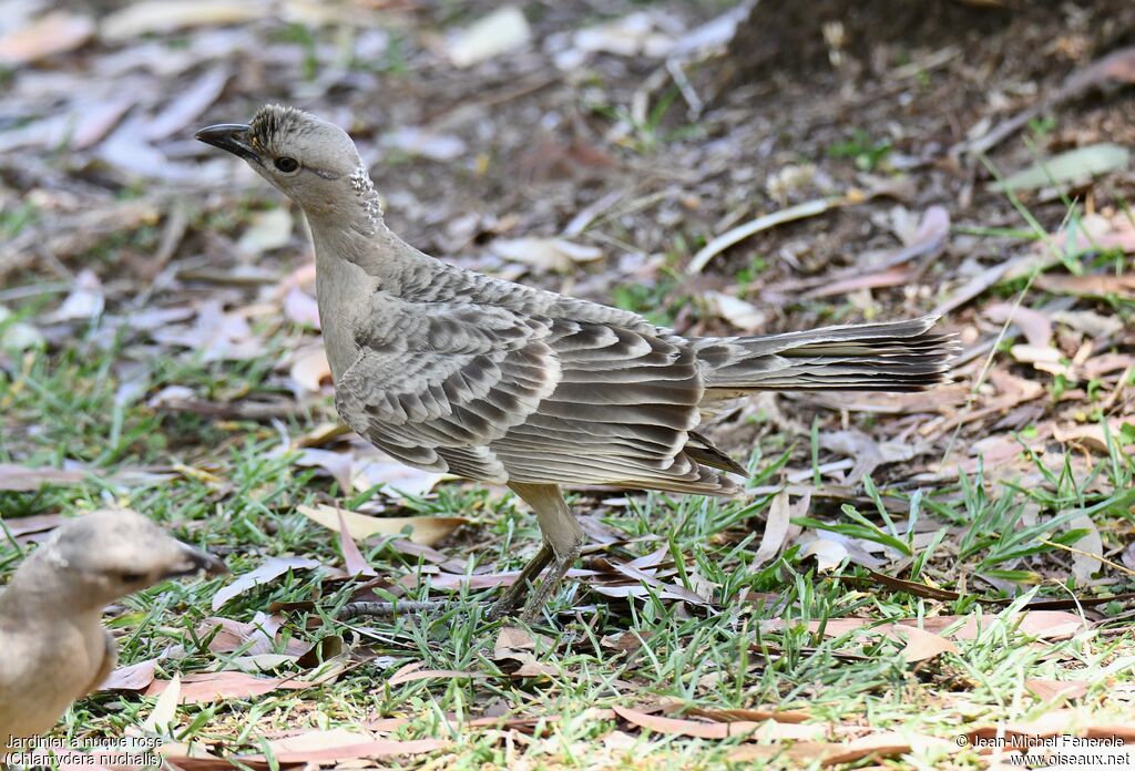 Great Bowerbird