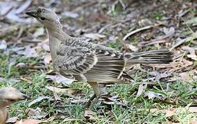 Great Bowerbird