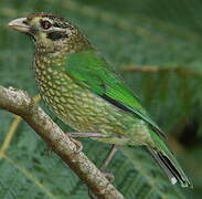 Spotted Catbird