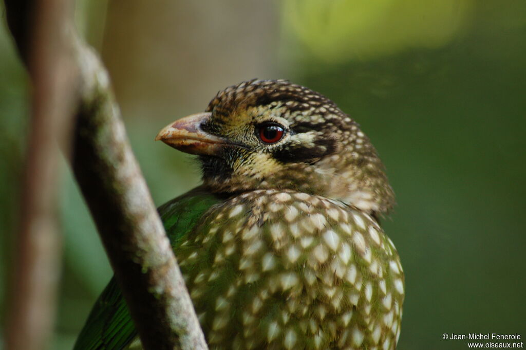 Spotted Catbird