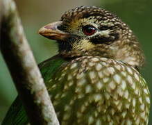 Spotted Catbird