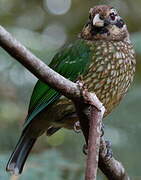 Spotted Catbird