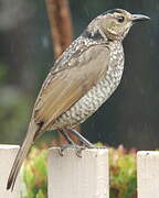 Regent Bowerbird