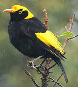 Regent Bowerbird