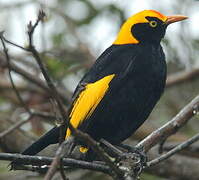 Regent Bowerbird