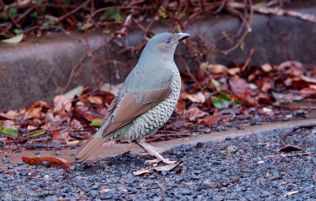 Satin Bowerbird female adult, identification