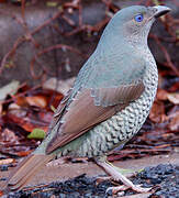 Satin Bowerbird