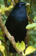 Satin Bowerbird