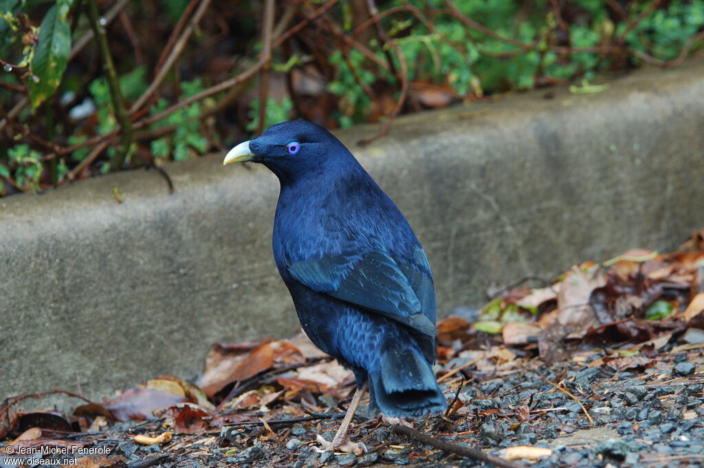 Satin Bowerbird male adult