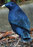 Satin Bowerbird