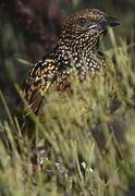 Western Bowerbird