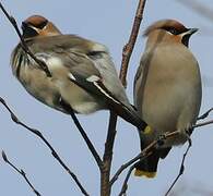 Bohemian Waxwing