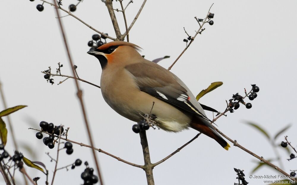 Bohemian Waxwing