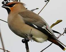 Bohemian Waxwing