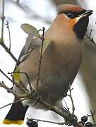 Bohemian Waxwing