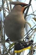 Bohemian Waxwing