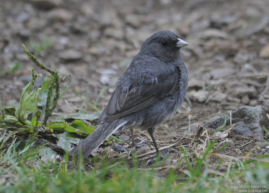 Junco ardoisé mâle