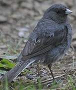 Dark-eyed Junco