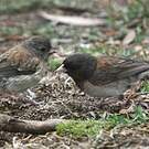 Junco ardoisé