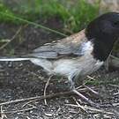 Junco ardoisé