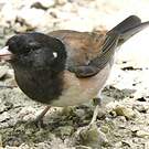Junco ardoisé
