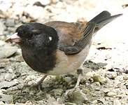 Junco ardoisé