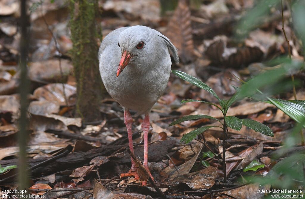 Kagu