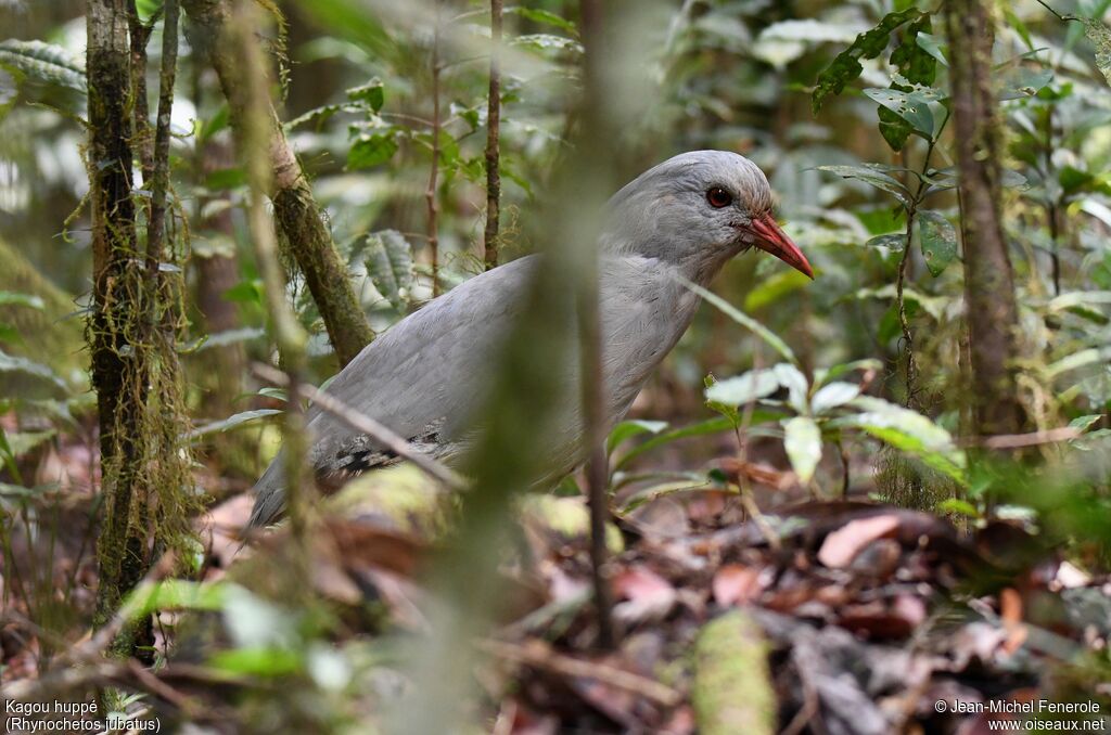 Kagu