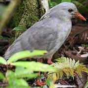 Kagu