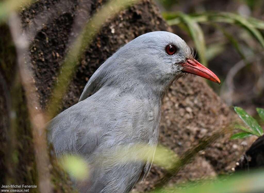 Kaguadult, close-up portrait