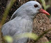 Kagu