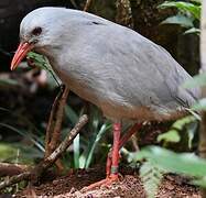 Kagu