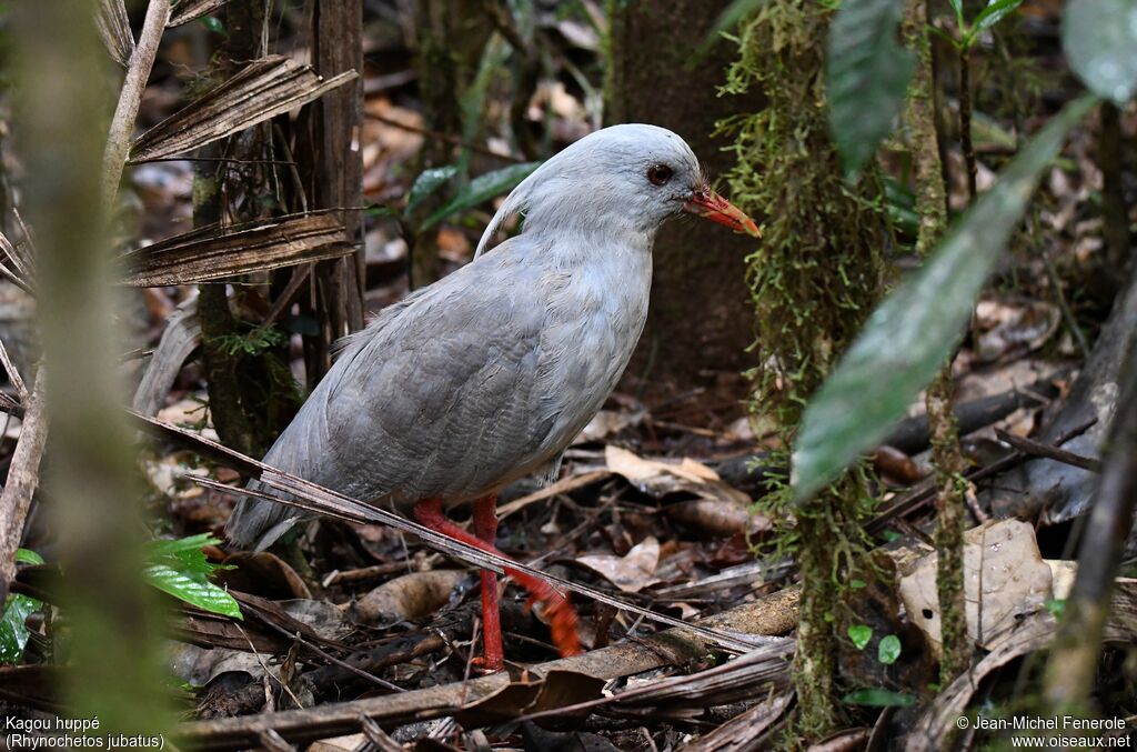 Kagu