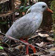 Kagu