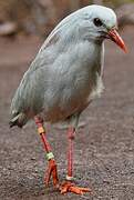 Kagu