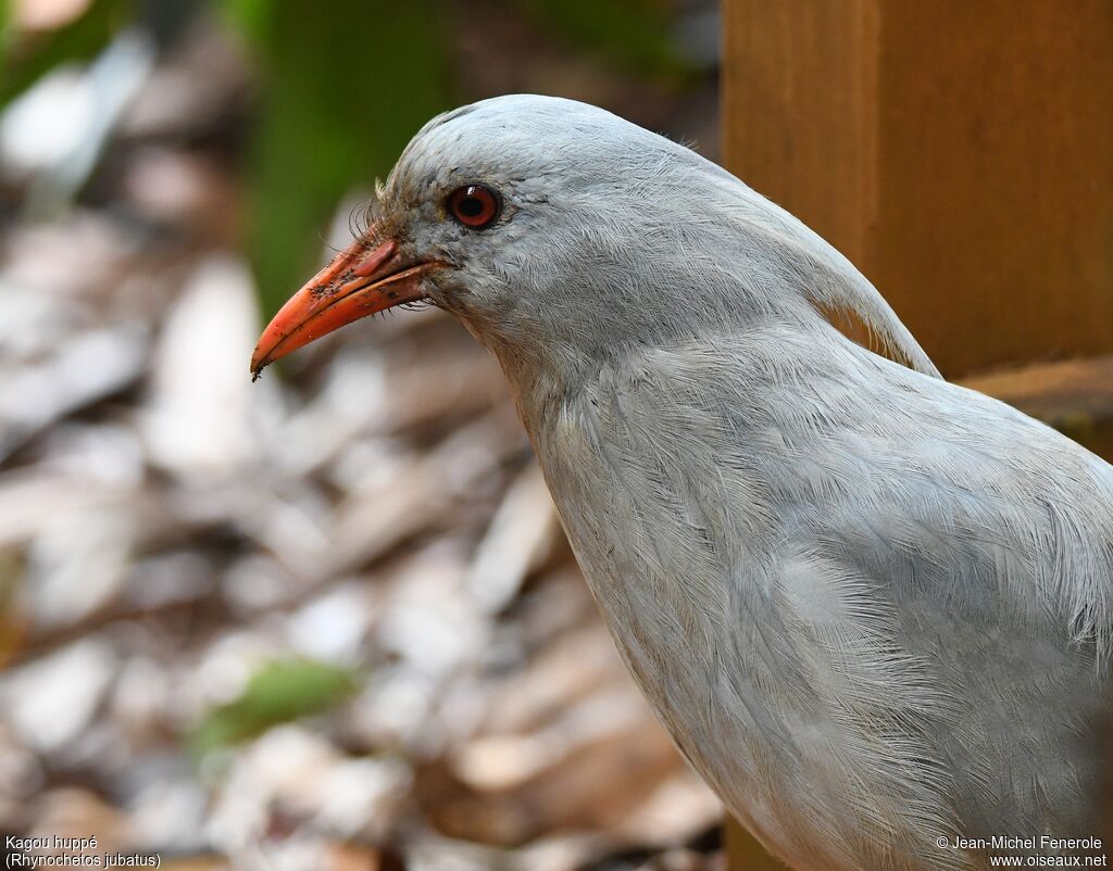 Kagu