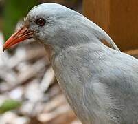 Kagu