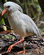 Kagu