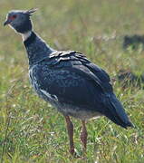 Southern Screamer