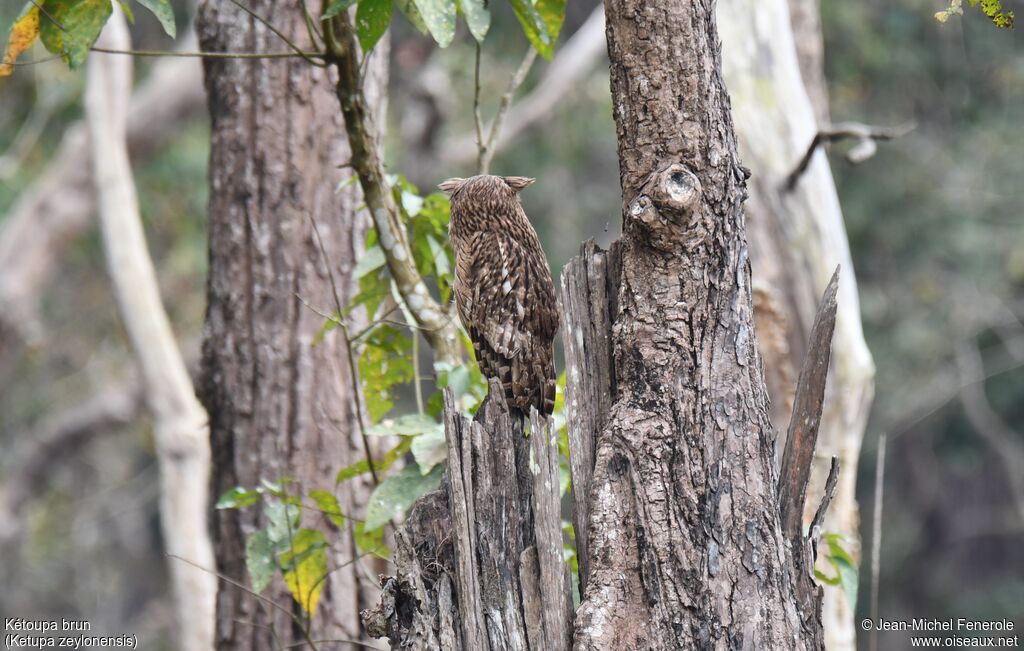 Brown Fish Owl