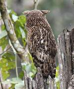 Brown Fish Owl