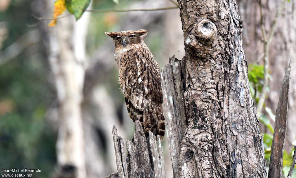 Brown Fish Owl