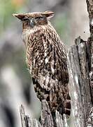 Brown Fish Owl