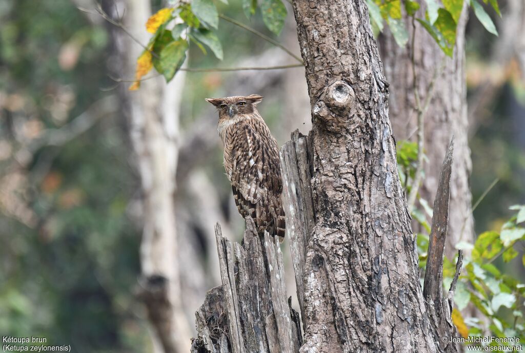 Brown Fish Owl