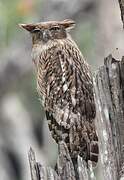 Brown Fish Owl