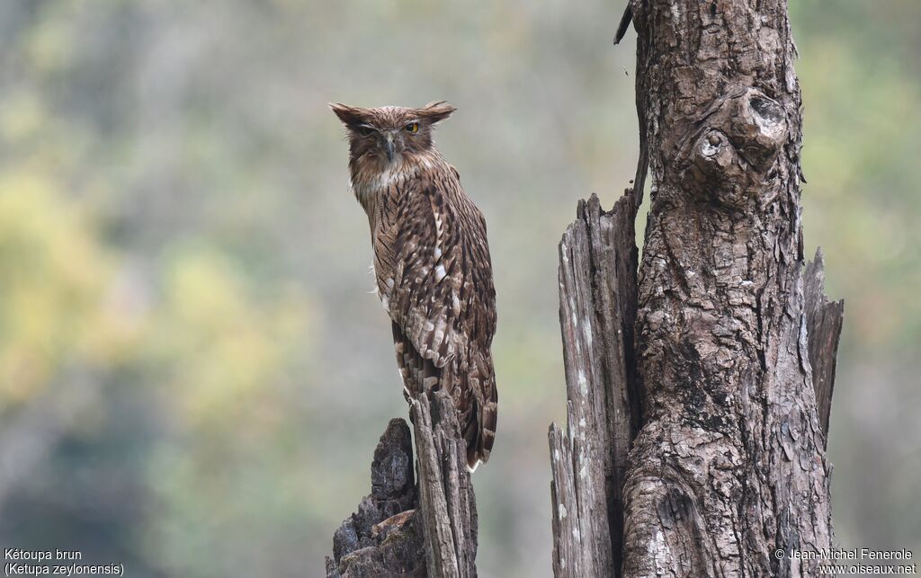 Brown Fish Owl