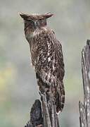 Brown Fish Owl