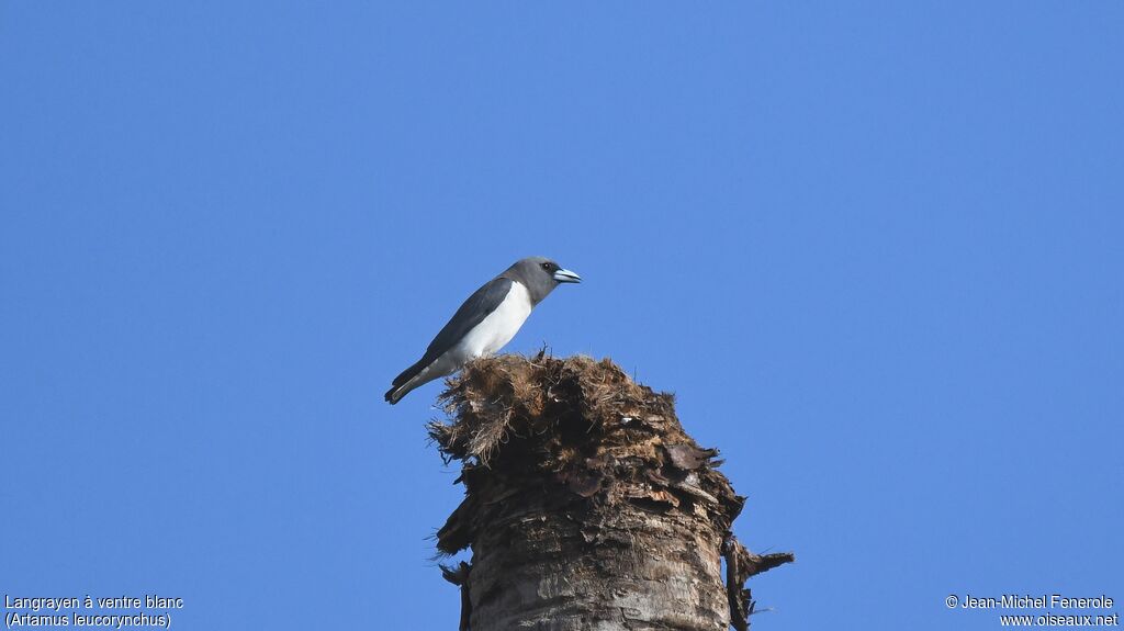 White-breasted Woodswallow